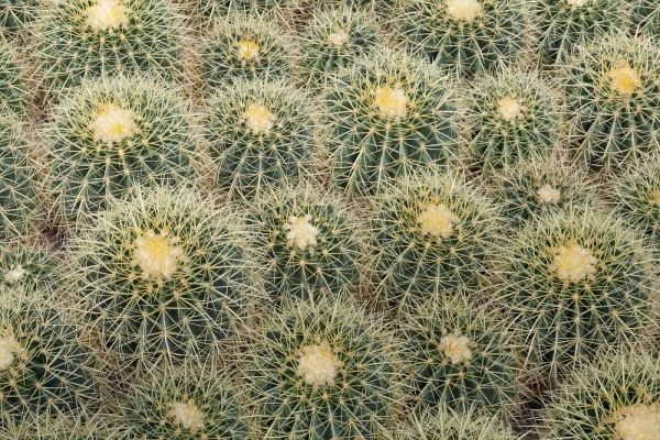 Arizona, Tucson Cactus at Bachs Cactus Nursery